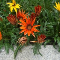 гацания :: zavitok *