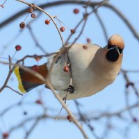 Свиристель :: Виктор Иванович Чернюк