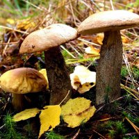 Осеннее грибное трио! :: Владимир 