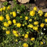 Весенний салют! :: Нина Андронова