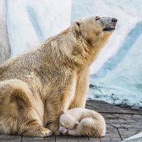 Белый :: SanSan 