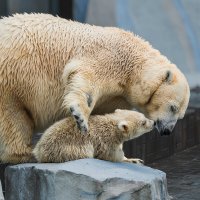 Белый :: SanSan 