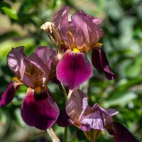 Ирис :: Игорь Сикорский