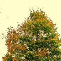 Осенний клён :: Людмила Смородинская