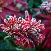 Картинка из первооктябрьского утра. :: Анатолий. Chesnavik. Картинка из первооктябрьского утра. :: Анатолий. Chesnavik.