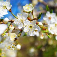 Цветущая черемуха :: Александр Лычагин