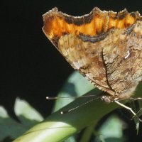 из серии " Макро мир вокруг нас..." :: Николай Саржанов