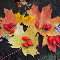 Про осенние натюрморты... :: Андрей Заломленков Про осенние натюрморты... :: Андрей Заломленков