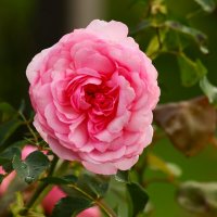 Доброе утро :: Юрий. Шмаков