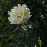 Белая роза  Далия :: Валентин Семчишин