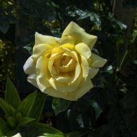 Жёлтая  роза :: Валентин Семчишин