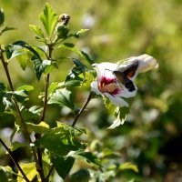 *** :: Павленко Михаил 