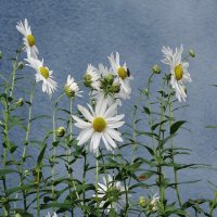 Ромашки :: Рита Симонова