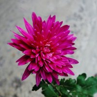 Хризантема :: Рита Симонова