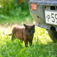 Задумался :: Владимир Иванович