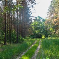 Лесная дорога :: Владимир Иванович
