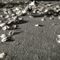 Не забывайте кормить птиц! :: Денис Безногов