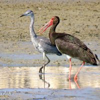 серая цапля и чёрный аист(не пара)) :: Николай Волков серая цапля и чёрный аист(не пара)) :: Николай Волков