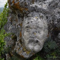 Природа Крыма :: Amazing Cosmea