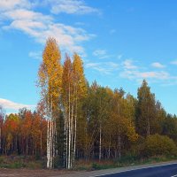 Стройные березки что-то шепчут небу... :: Галина Кан