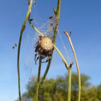 Осенний крестовичок :: Елена Елена