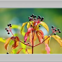 ОСЕННИЙ ЭТЮД... :: Elvira E. 