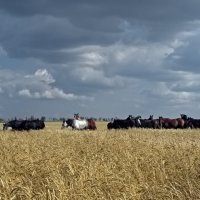 Лошади на пшеничном поле :: ВАСИЛИЙ 
