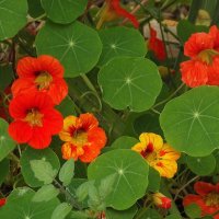 Настурции :: Freddy 97