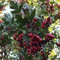 Боярышник :: Freddy 97