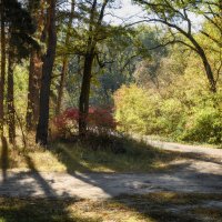 Золотое сияние леса :: Валерий VRN Золотое сияние леса :: Валерий VRN