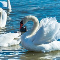 *** :: Дмитрий Лупандин