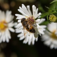 *** :: Владимир Безбородов