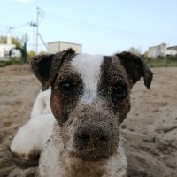 ШАРИК :: СЕРГЕЙ ФИЛОЧКИН