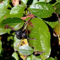 Плоды Осенние. :: Вячеслав. Синицын