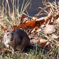 Царицыно 2 октября :: Михаил Бибичков