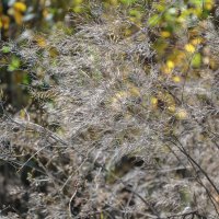 Осеннее серое :: Татьяна Машошина