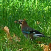 сойка с желудем :: gawrilа - dan