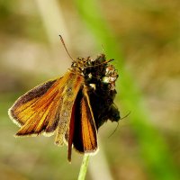 опять про бабочек 32 :: Александр Прокудин опять про бабочек 32 :: Александр Прокудин