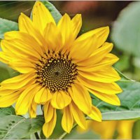 Сентябрьские цветы :: Aquarius - Сергей