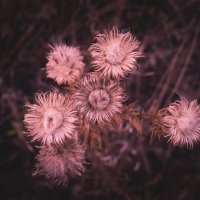 Осенние растения :: Максим 