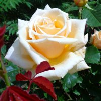 роза :: Наталья 