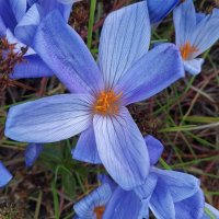 Крокус :: Сапсан 