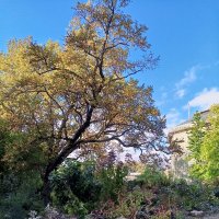 Осень :: Сапсан 