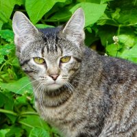 Кошкин взгляд. :: Милешкин Владимир Алексеевич 