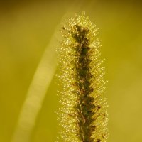 *** :: Виктор Иванович Чернюк *** :: Виктор Иванович Чернюк