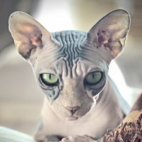 А я такая лапа  ! :: Андрей Зайцев