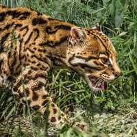 Оцелот :: SanSan 