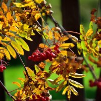 Осенний этюд. :: Владимир Мигонькин