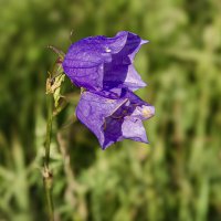Цветочек :: Валерий Пославский