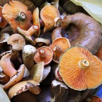 Желаю удачной грибной охоты в осеннем лесу! :: Андрей Заломленков